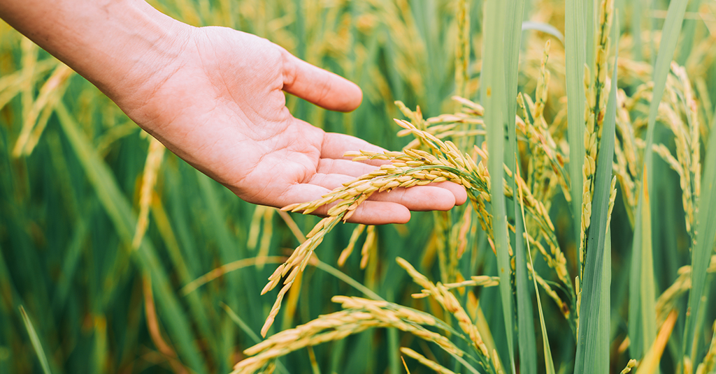 Apostamos por la sostenibilidad en la producción de tu arroz