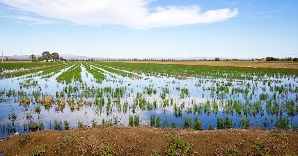 How do we grow rice in the Ebro Delta?