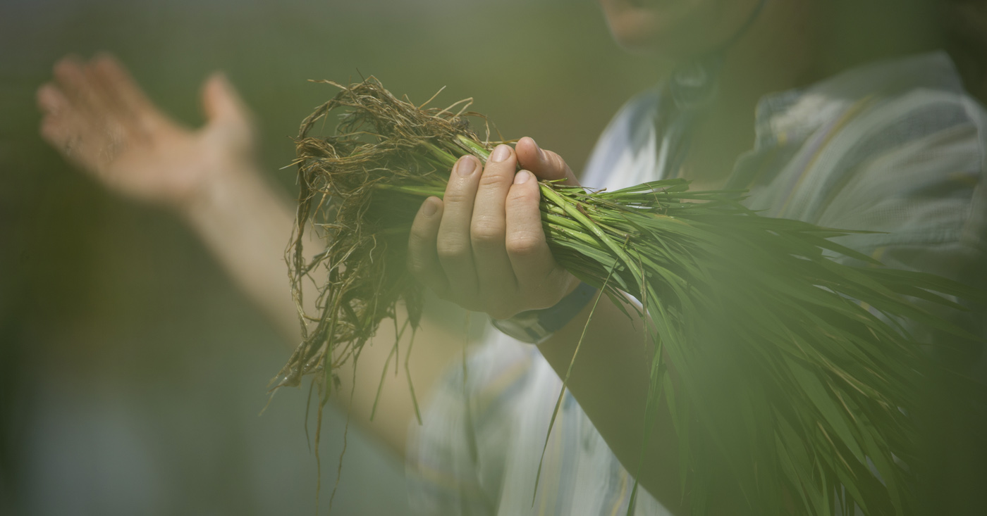 Què és ser un arròs sostenible?